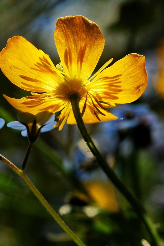 Sfondi Yellow Flower Close Up 640x960