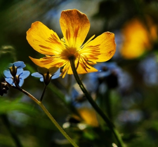Yellow Flower Close Up - Obrázkek zdarma pro 128x128
