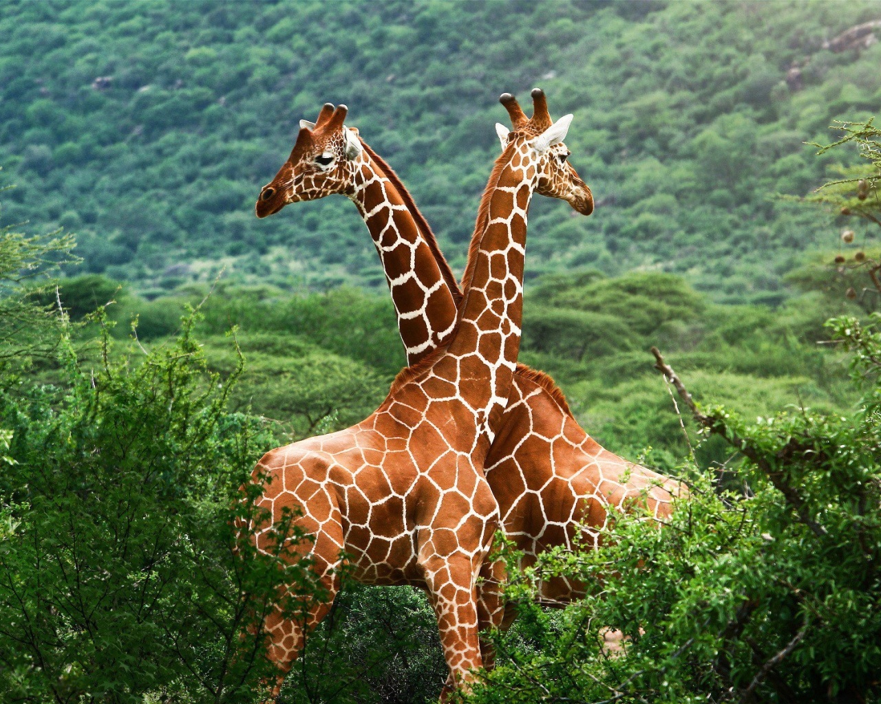 Обои Giraffes in The Zambezi Valley, Zambia 1280x1024