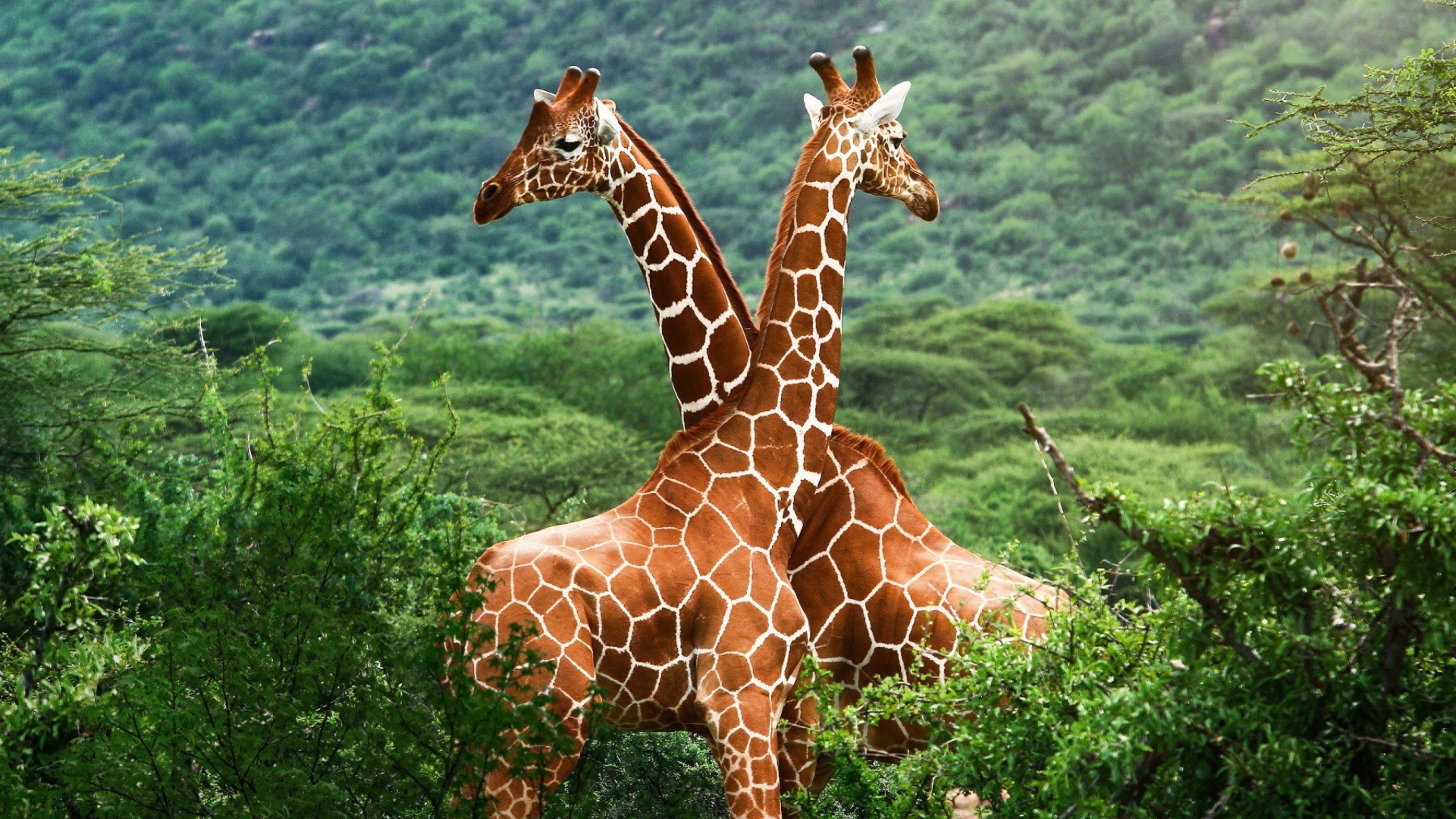 Обои Giraffes in The Zambezi Valley, Zambia 1920x1080