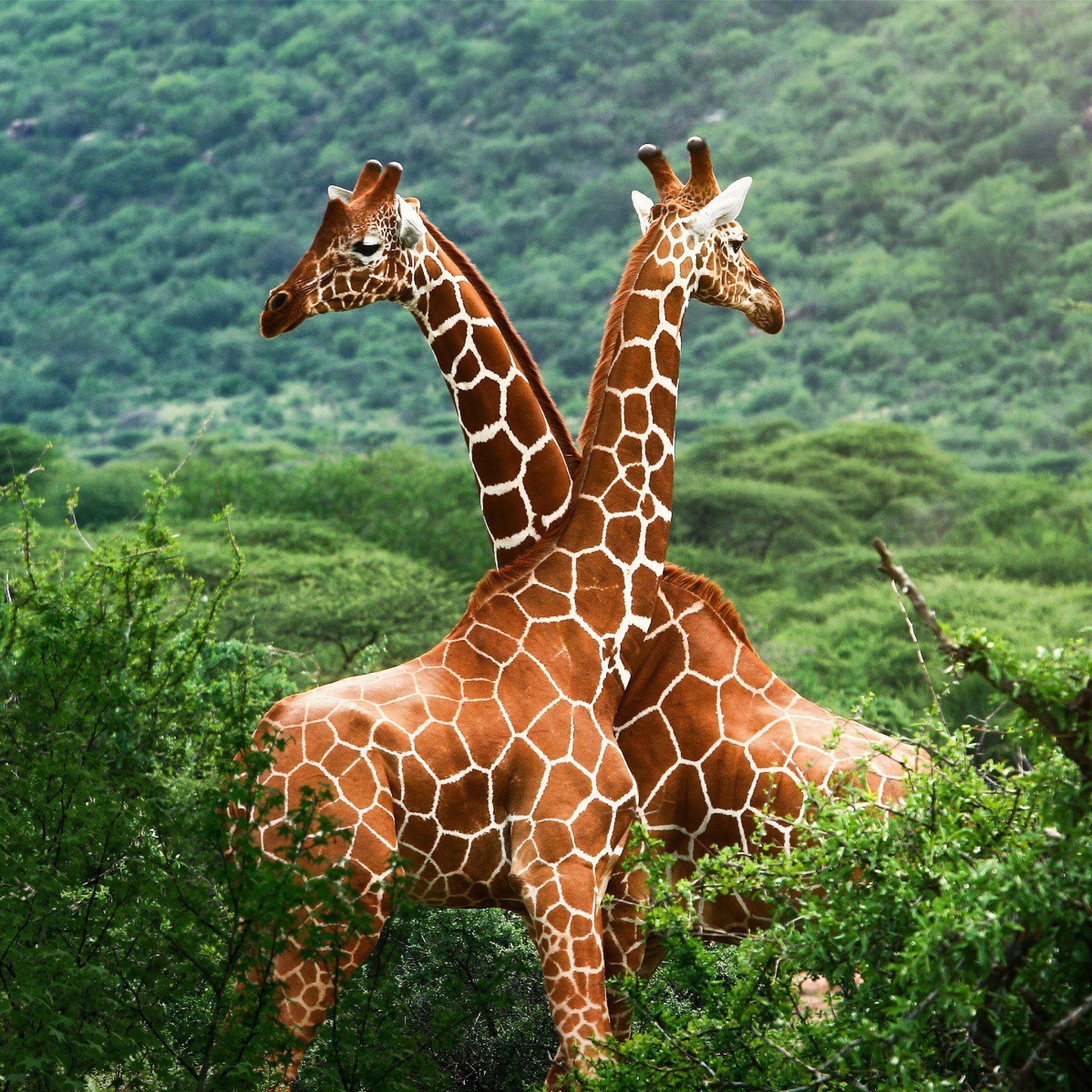 Обои Giraffes in The Zambezi Valley, Zambia 2048x2048