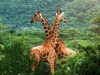 Обои Giraffes in The Zambezi Valley, Zambia 320x240
