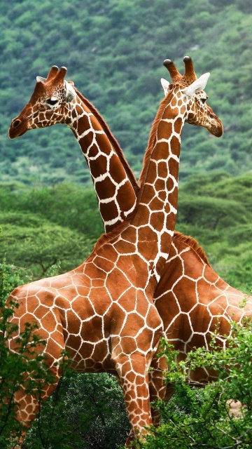 Giraffes in The Zambezi Valley, Zambia wallpaper 360x640