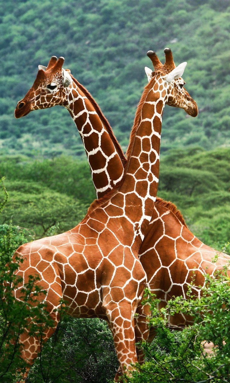 Обои Giraffes in The Zambezi Valley, Zambia 768x1280