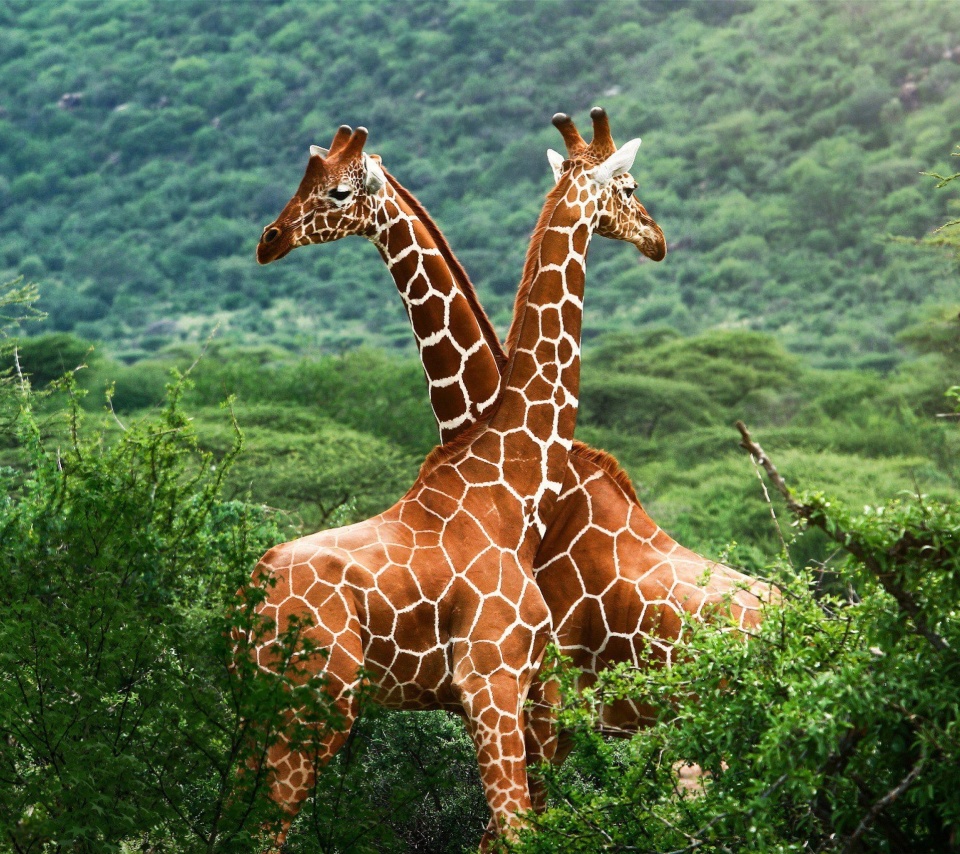 Обои Giraffes in The Zambezi Valley, Zambia 960x854