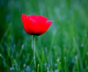 Screenshot №1 pro téma Red Poppy Flower And Green Field Of Grass 176x144