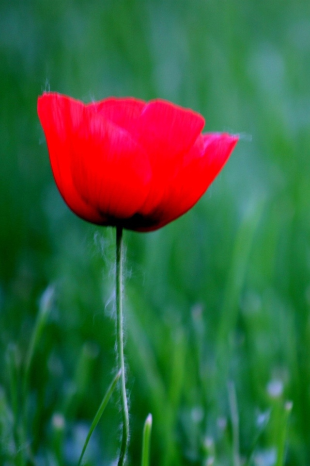 Sfondi Red Poppy Flower And Green Field Of Grass 640x960