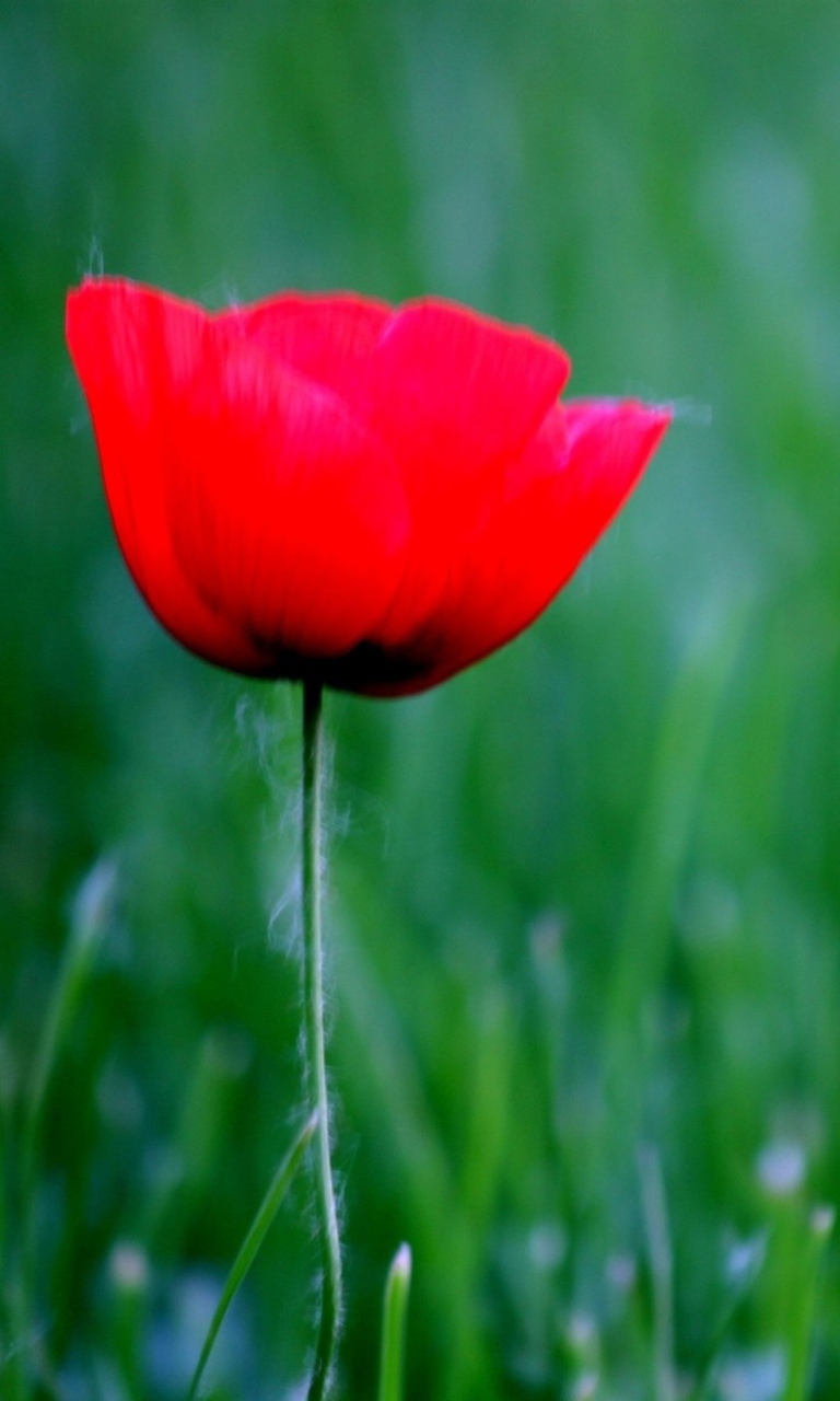 Sfondi Red Poppy Flower And Green Field Of Grass 768x1280