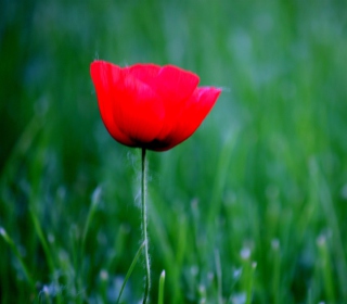 Kostenloses Red Poppy Flower And Green Field Of Grass Wallpaper für iPad mini