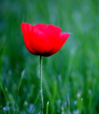Red Poppy Flower And Green Field Of Grass - Obrázkek zdarma pro 128x160