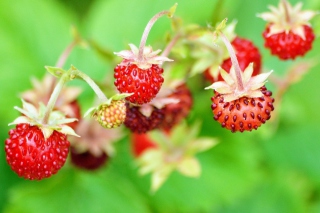 Wild Strawberry Background for Android, iPhone and iPad