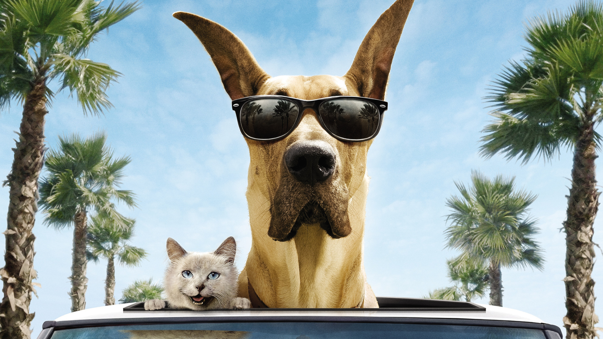 Fondo de pantalla Funny Dog In Sunglasses 1920x1080