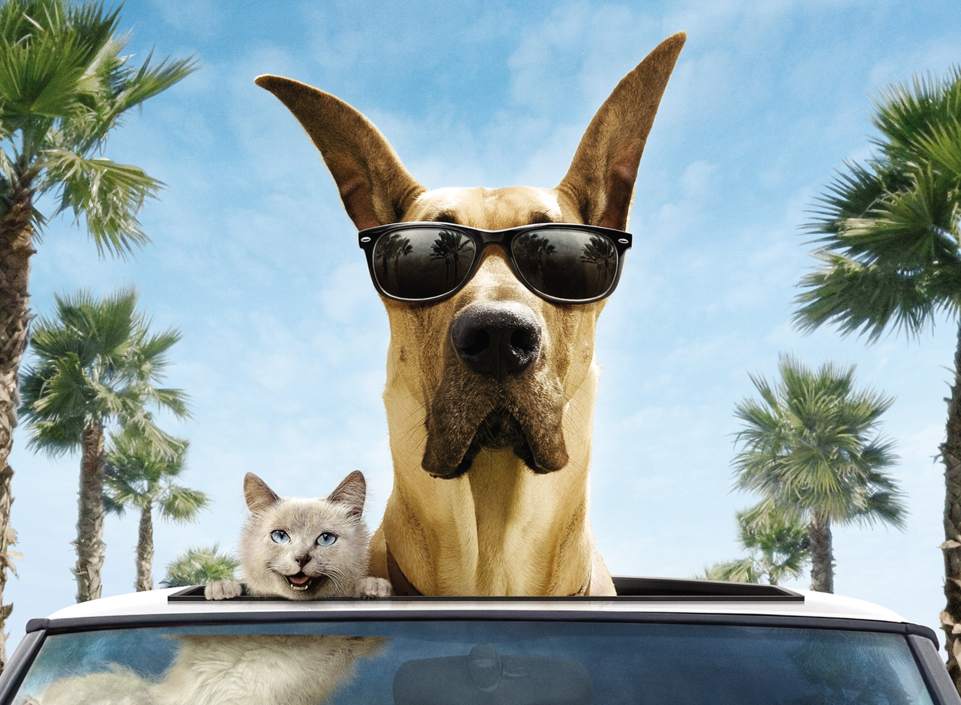 Funny Dog In Sunglasses wallpaper 1920x1408