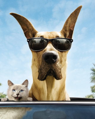 Funny Dog In Sunglasses - Obrázkek zdarma pro 480x800