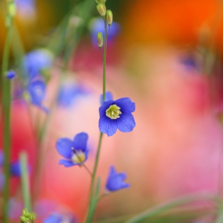 Blue Flower - Obrázkek zdarma pro 128x128