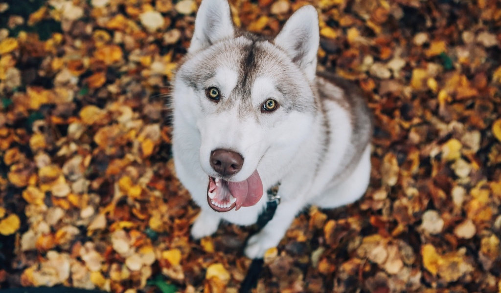 Das Siberian Husky Puppy Bandog Wallpaper 1024x600