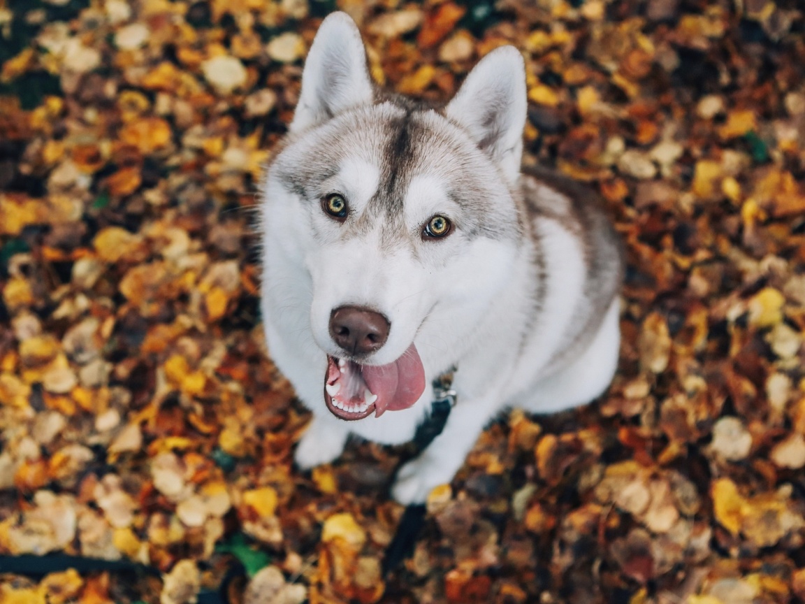 Sfondi Siberian Husky Puppy Bandog 1152x864