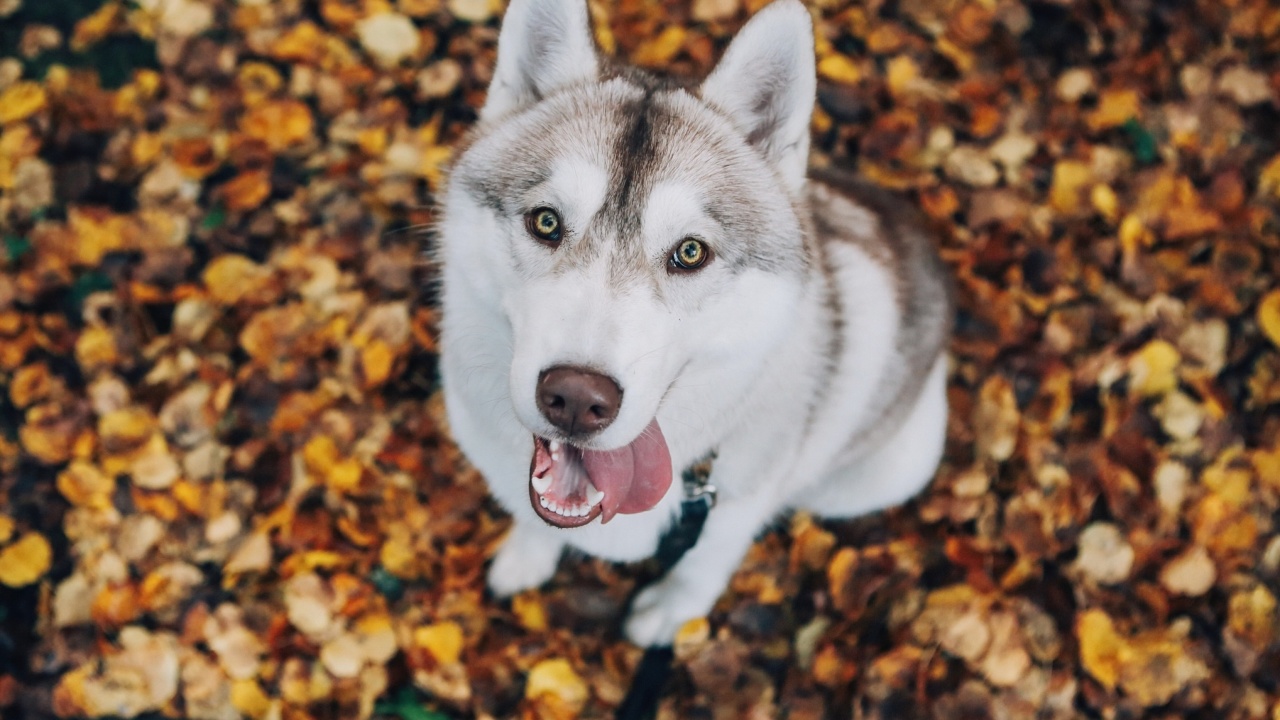 Sfondi Siberian Husky Puppy Bandog 1280x720