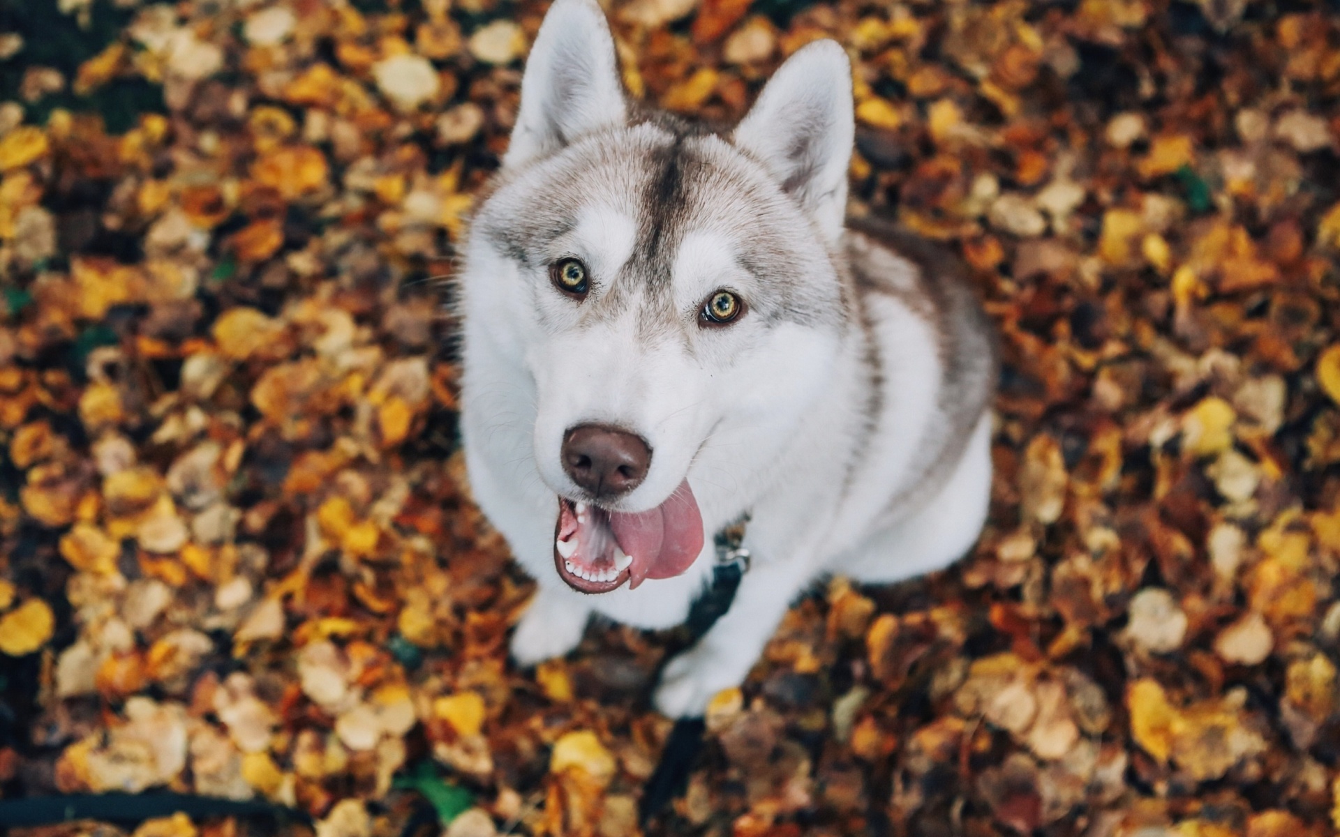 Обои Siberian Husky Puppy Bandog 1920x1200