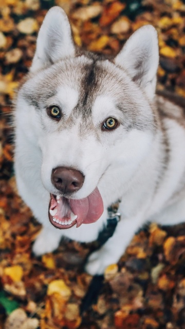 Siberian Husky Puppy Bandog screenshot #1 360x640