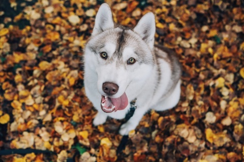 Обои Siberian Husky Puppy Bandog 480x320