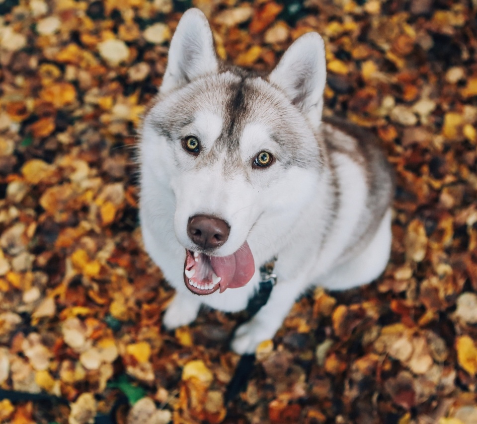 Обои Siberian Husky Puppy Bandog 960x854