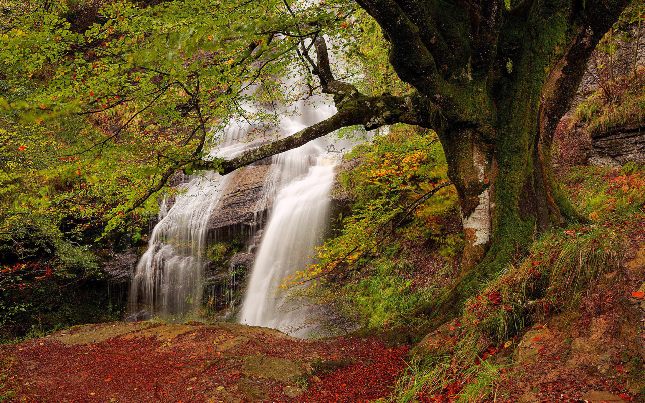 Path in autumn forest and waterfall wallpaper 1280x800