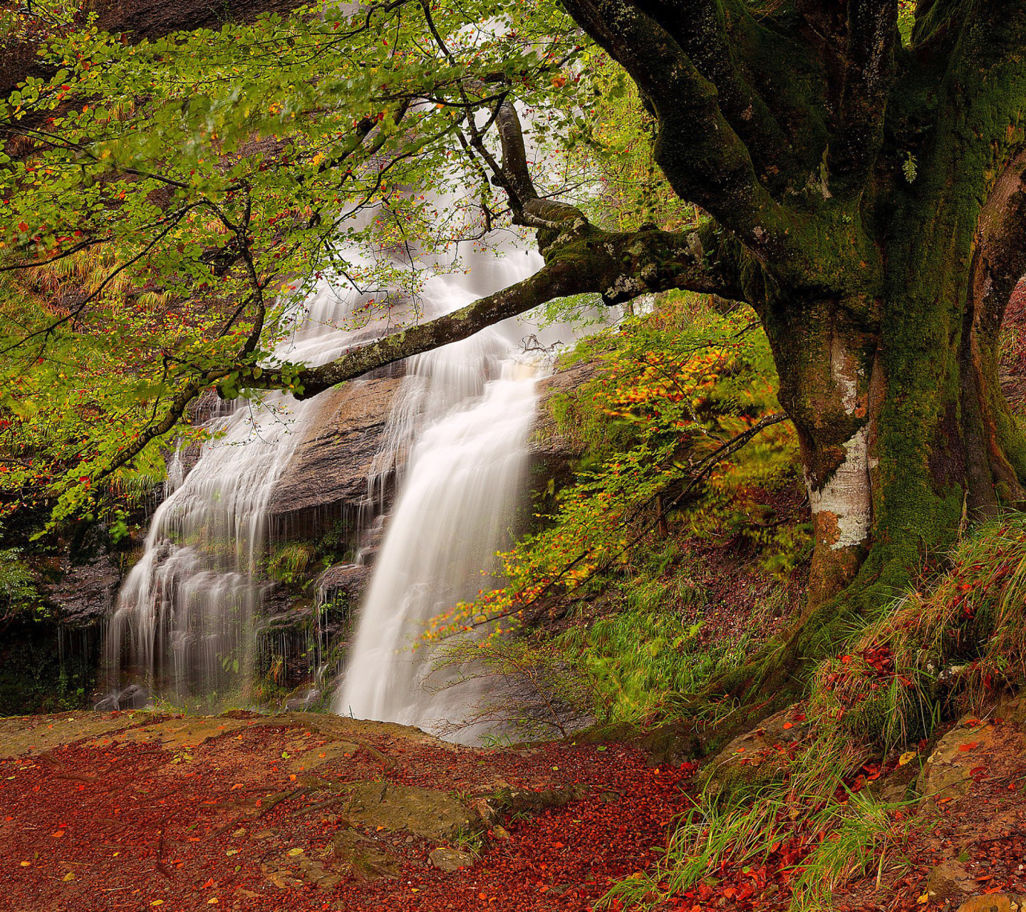 Das Path in autumn forest and waterfall Wallpaper 1440x1280