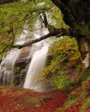 Das Path in autumn forest and waterfall Wallpaper 176x220