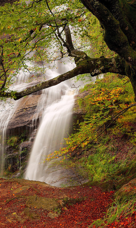 Das Path in autumn forest and waterfall Wallpaper 480x800