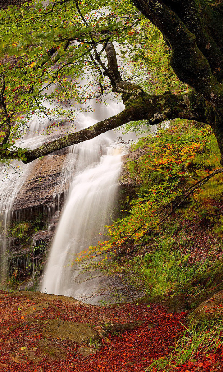 Обои Path in autumn forest and waterfall 768x1280