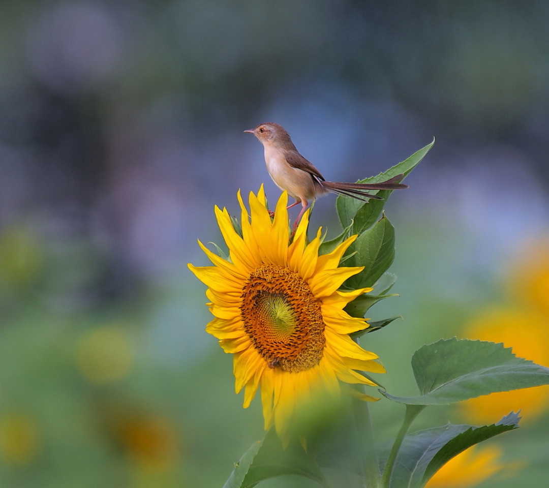 Das Sunflower Sparrow Wallpaper 1080x960