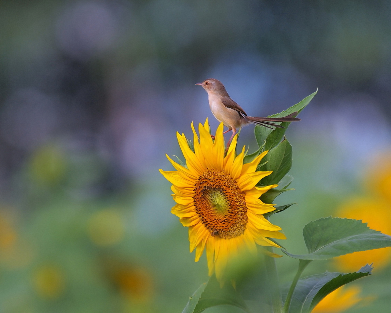 Sunflower Sparrow screenshot #1 1280x1024