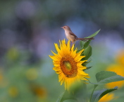 Sunflower Sparrow screenshot #1 176x144