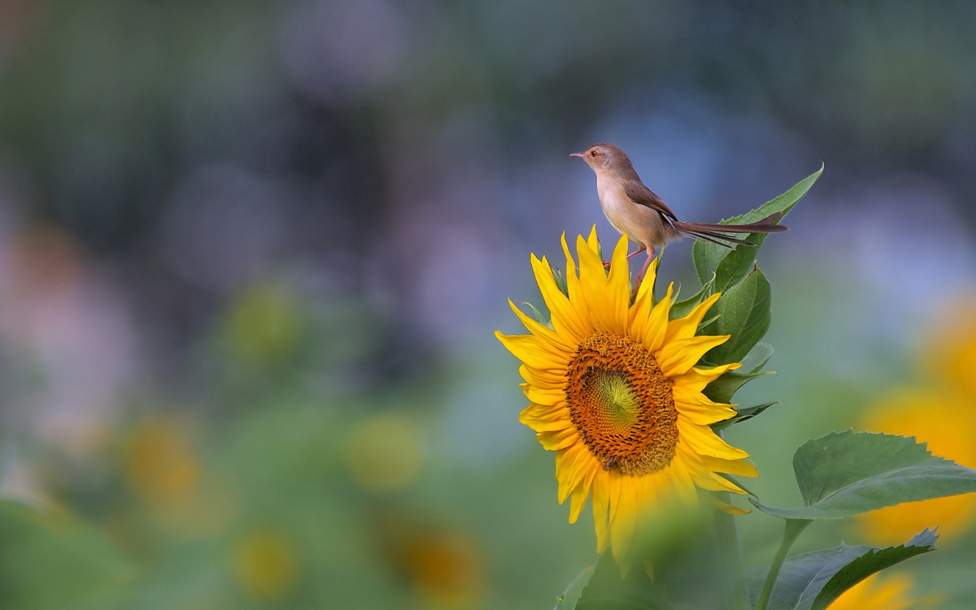 Обои Sunflower Sparrow 1920x1200