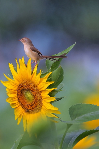 Fondo de pantalla Sunflower Sparrow 320x480