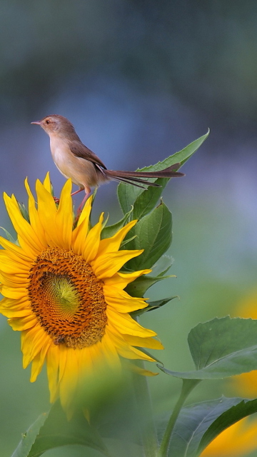 Fondo de pantalla Sunflower Sparrow 360x640