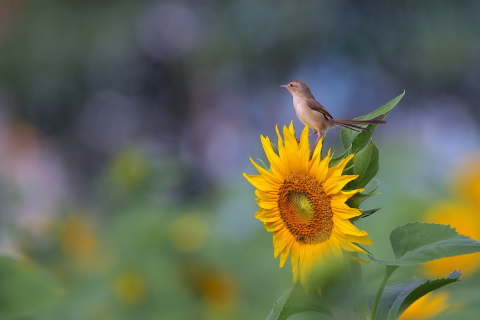 Sfondi Sunflower Sparrow 480x320