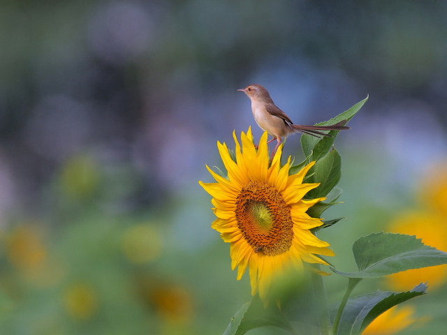 Screenshot №1 pro téma Sunflower Sparrow 640x480