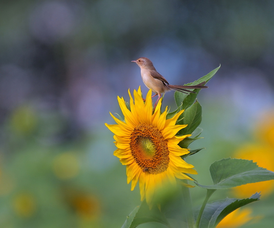 Das Sunflower Sparrow Wallpaper 960x800