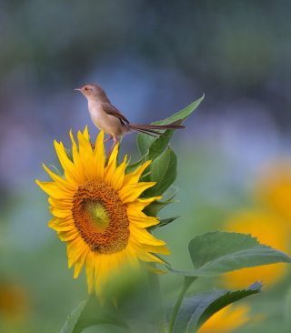 Sunflower Sparrow - Obrázkek zdarma pro Nokia C6-01