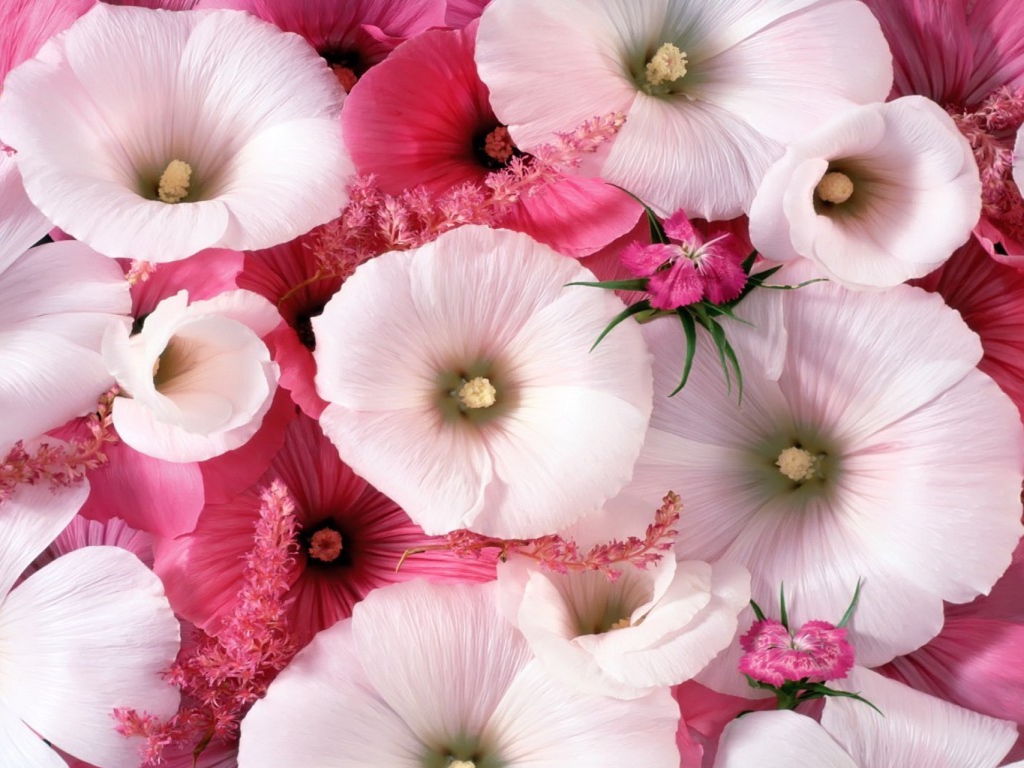 Обои Pink Flowers 1024x768