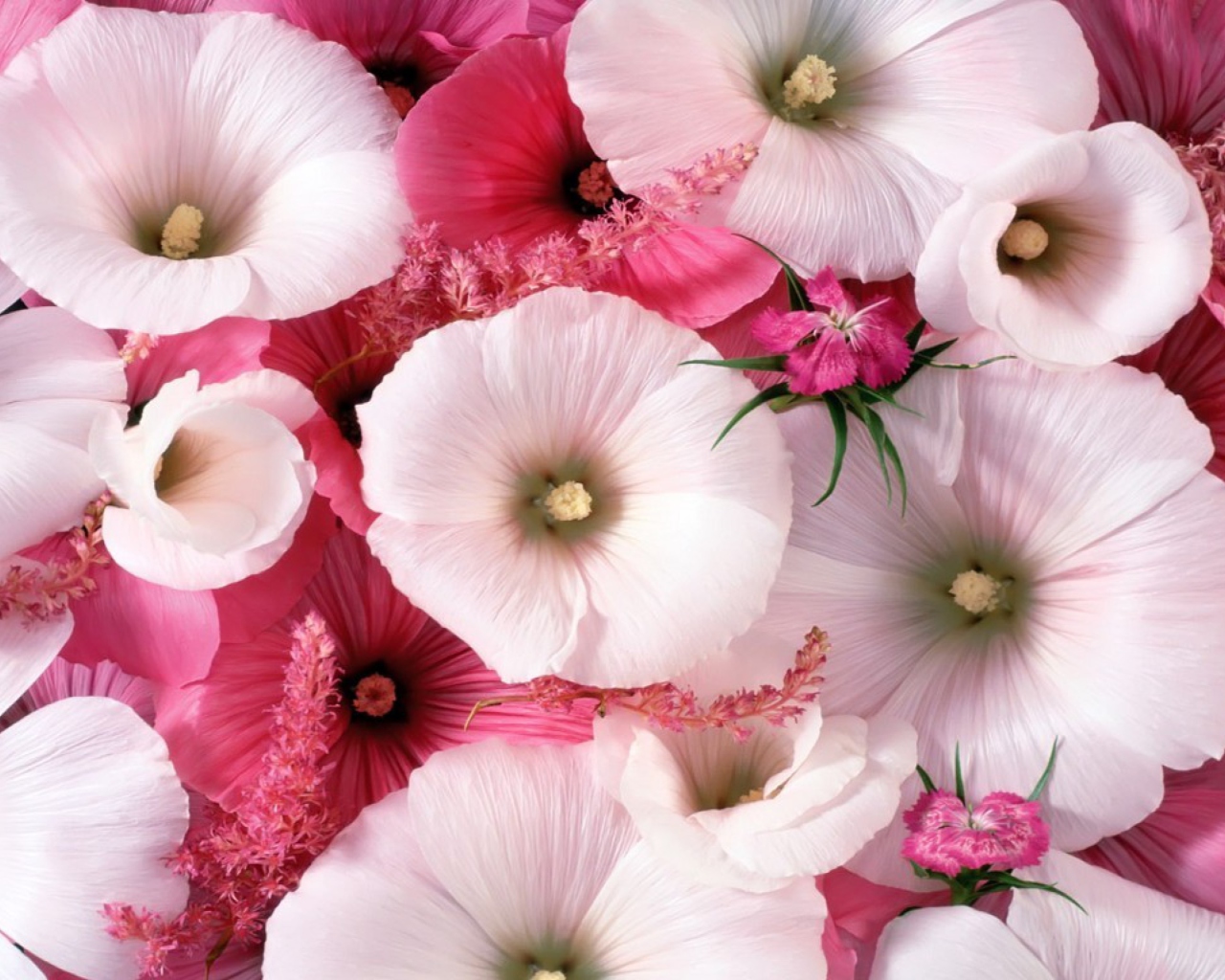 Screenshot №1 pro téma Pink Flowers 1280x1024