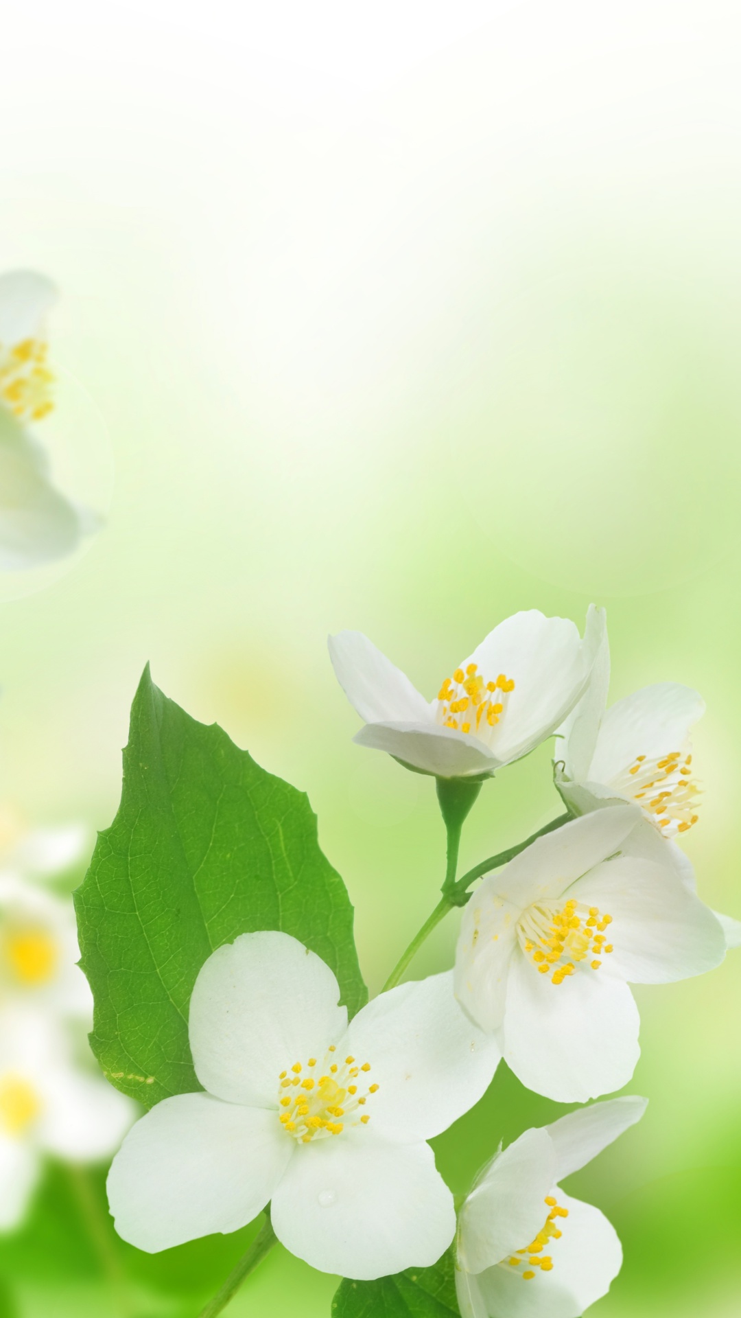 Jasmine delicate flower wallpaper 1080x1920