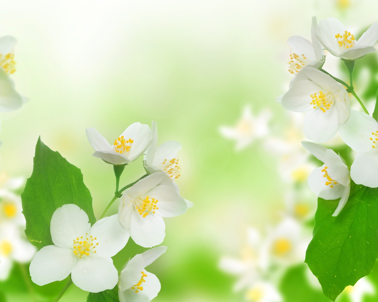 Jasmine delicate flower screenshot #1 1280x1024