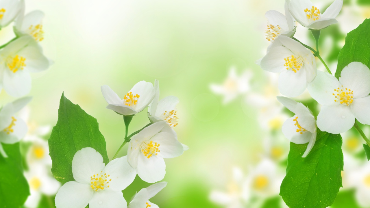 Jasmine delicate flower wallpaper 1280x720
