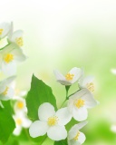 Fondo de pantalla Jasmine delicate flower 128x160