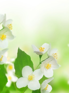 Screenshot №1 pro téma Jasmine delicate flower 240x320