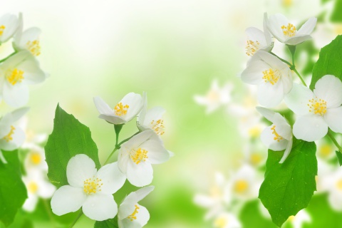 Das Jasmine delicate flower Wallpaper 480x320