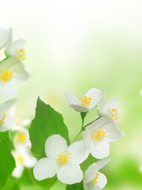 Fondo de pantalla Jasmine delicate flower 480x640